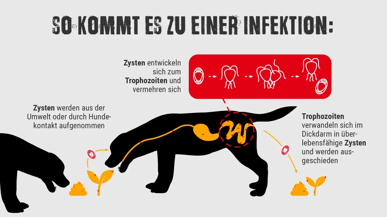 Schema erklärt, wie ein Hund Giardien aufnimmt, sich diese im Körper vermehren und als Zysten ausgeschieden werden.