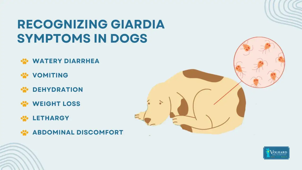 Ein trauriger Hund mit Giardien-Symptomen: Durchfall, Erbrechen, Gewichtsverlust. Die Grafik zeigt die Parasiten.