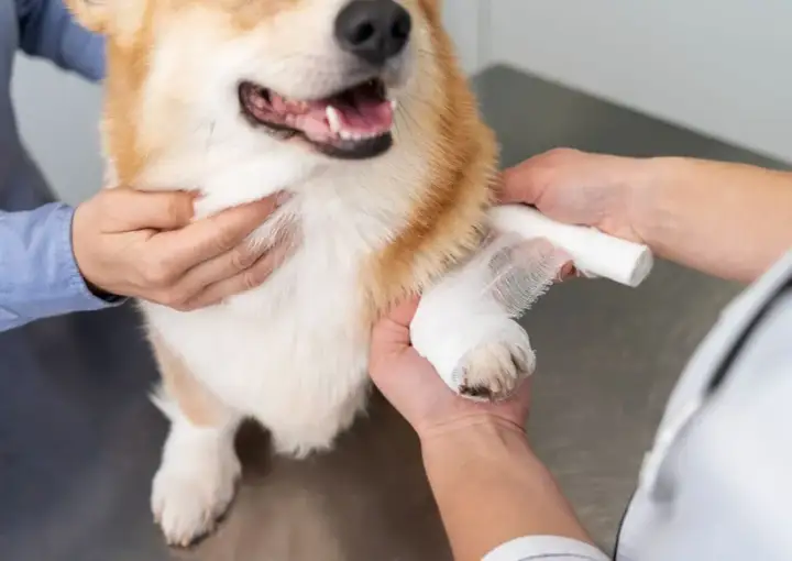 Tierarzt bandagiert Pfote eines Hundes. Informationen zu Kreuzbandriss Hund Kosten sind wichtig für die Genesung.