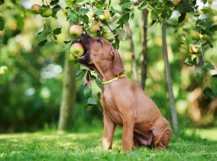 Apfel für Hunde - Ja, aber richtig! Tipps zur Fütterung
